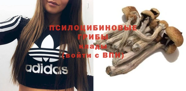 стафф Дубна
